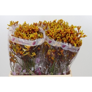 Anigozanthos Gold Fever
