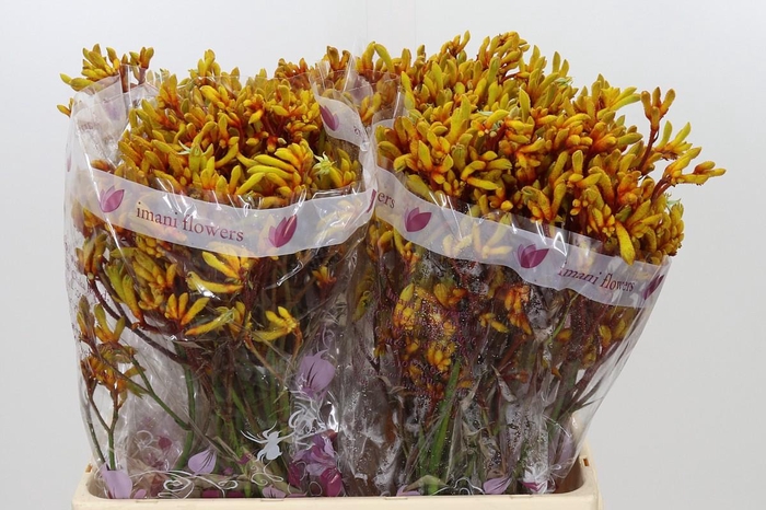 <h4>Anigozanthos Gold Fever</h4>