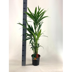 KENTIA P19 H100 -5PP EcoLine (Howea forsteriana)