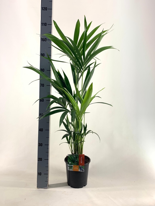 <h4>KENTIA P19 H100 -5PP EcoLine (Howea forsteriana)</h4>