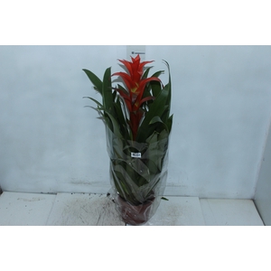 GUZMANIA SKARLATINA P14
