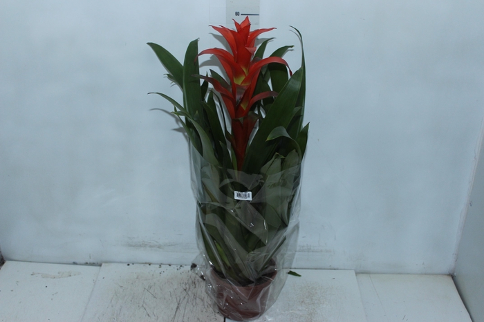 <h4>GUZMANIA SKARLATINA P14</h4>