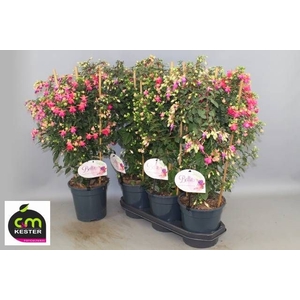 FUCHSIA OV