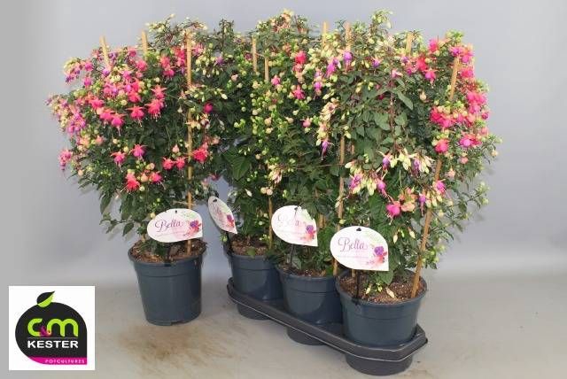 <h4>FUCHSIA OV</h4>