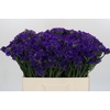 Limonium sinuatum Navy Sun Birds
