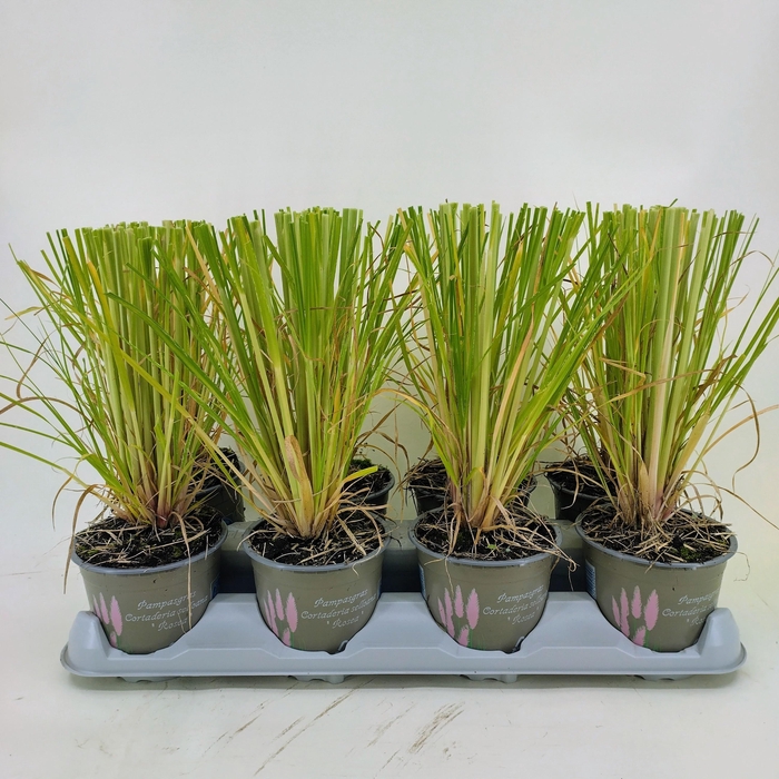 <h4>CORTA SE ROSEA</h4>