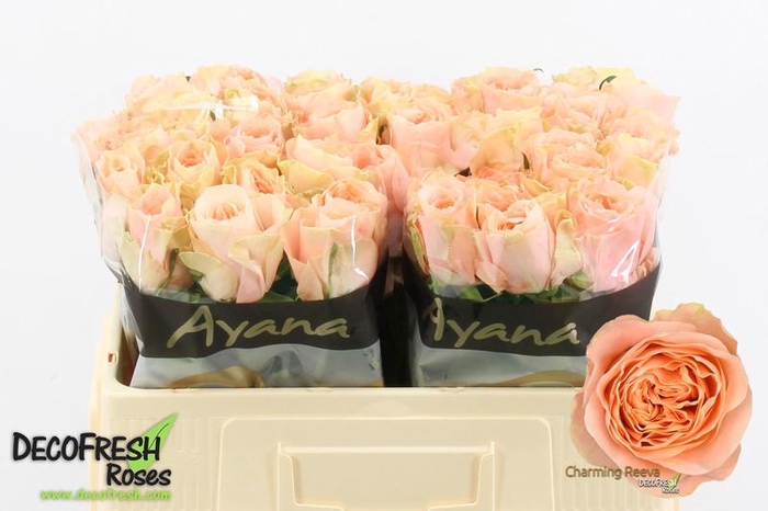 <h4>R Gr Charming Reeva Ayana</h4>
