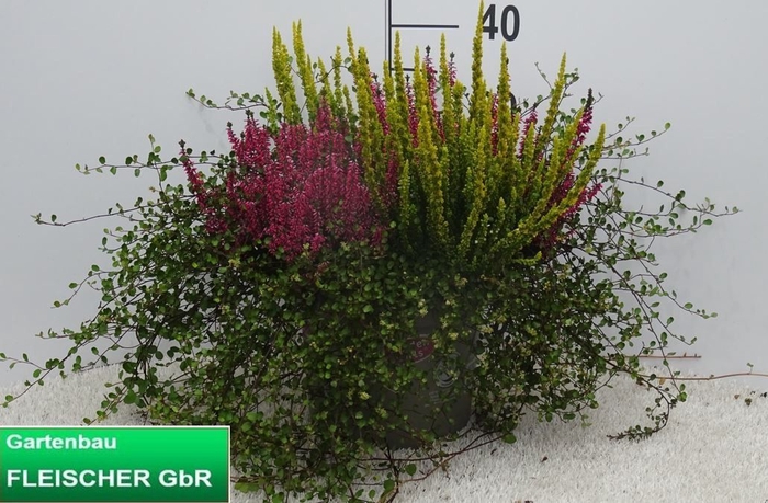 <h4>Callu Ga G Tw Girls</h4>