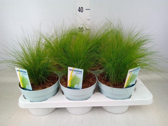 <h4>Stipa tenuissima 'ColGra Pony Tail'</h4>