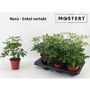 Schef Ar Nora