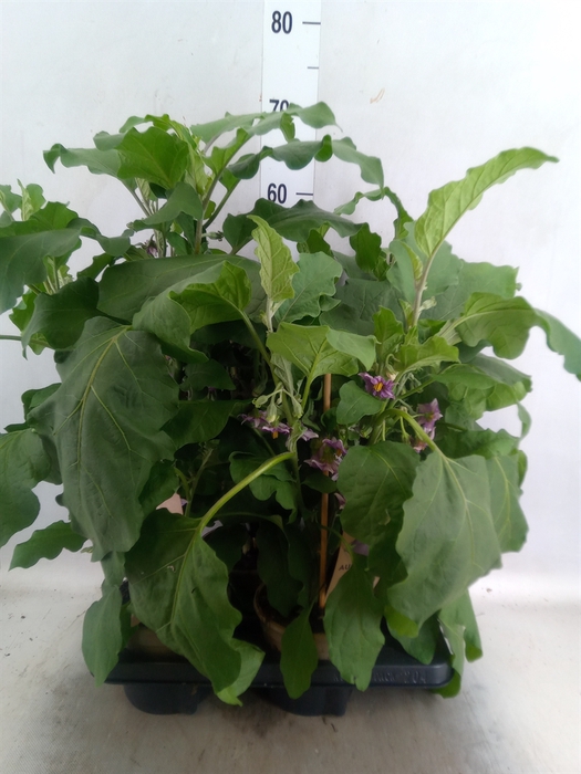 <h4>Solanum melongena  ...Aubergine</h4>