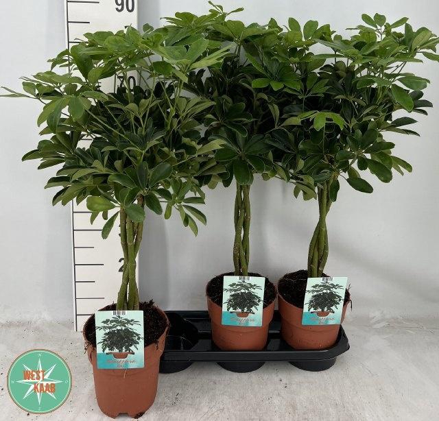 <h4>SCHEF AR COMPACTA</h4>