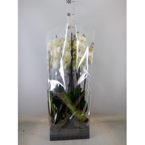 Phalaenopsis   ...white