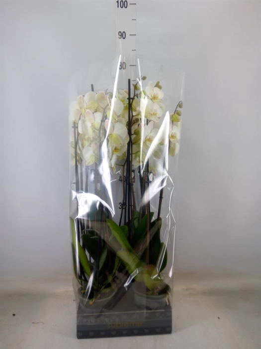 <h4>Phalaenopsis   ...white</h4>