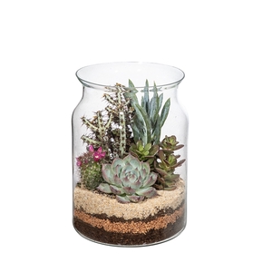 TERRARIUM STYLE GLASS ARRANGEMENT - Ø15 H20 IN SINGLE BOX 15x15 CM