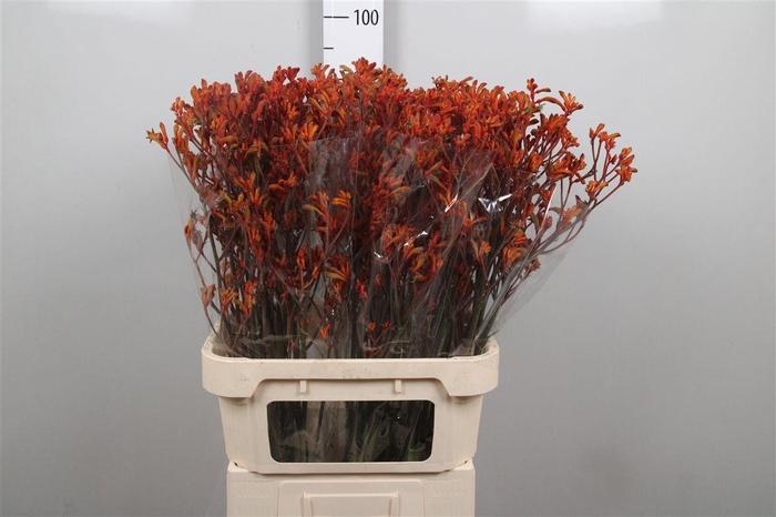 <h4>Anigoz Golden Girl</h4>