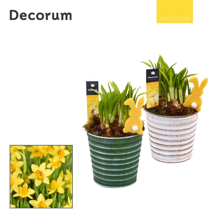 <h4>Narcis Lucia HL19885 [YELLOW]</h4>