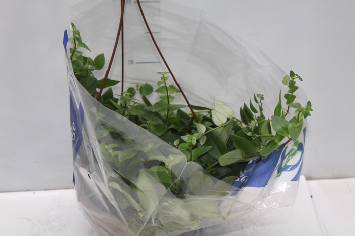 <h4>COLUMNEA BATOM C21</h4>