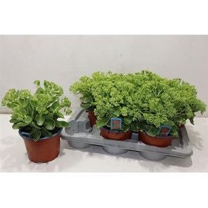 Sedum Herbstfreude