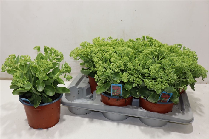 <h4>Sedum Herbstfreude</h4>