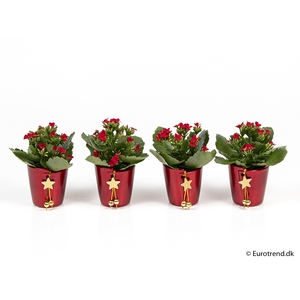 KALANCHOE BLOSSF KERST P6 E 2325