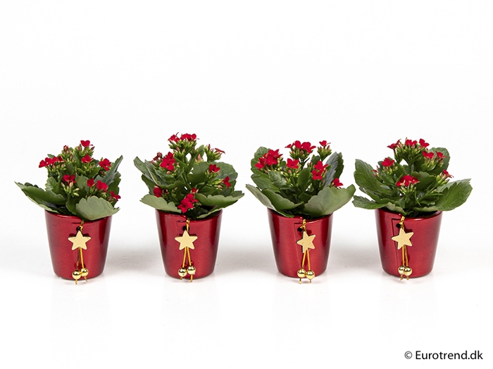 <h4>KALANCHOE BLOSSF KERST P6 E 2325</h4>