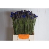 Centaurea