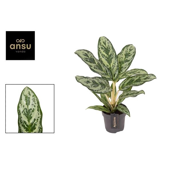 <h4>Aglaonema Laurel Green</h4>