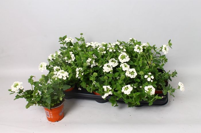 <h4>VERBE BLUES WHITE</h4>