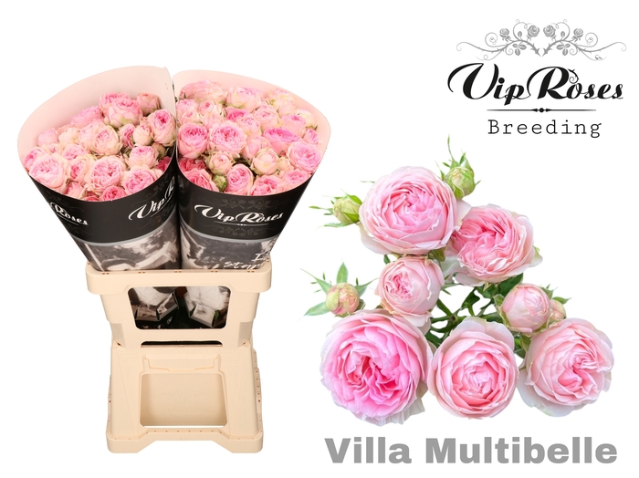 <h4>R Tr Villa Multibelle</h4>