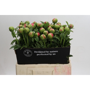 Paeonia Coral Sunset