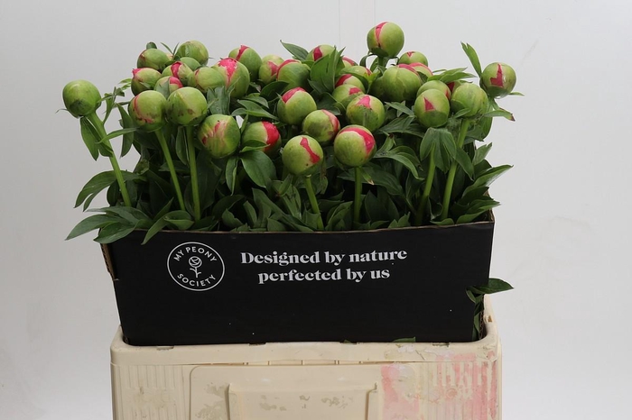 <h4>Paeonia Coral Sunset</h4>