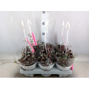 Ceropegia woodii 'Silver Glory'