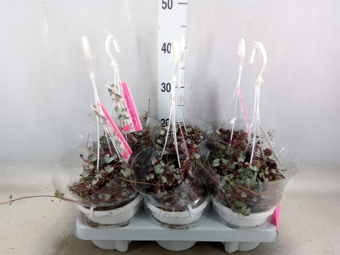 <h4>Ceropegia woodii 'Silver Glory'</h4>