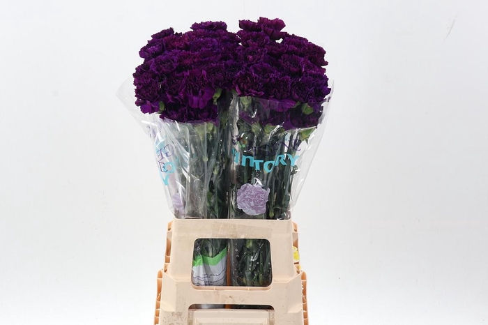 <h4>Di St Fl Moontea 70 Cm</h4>