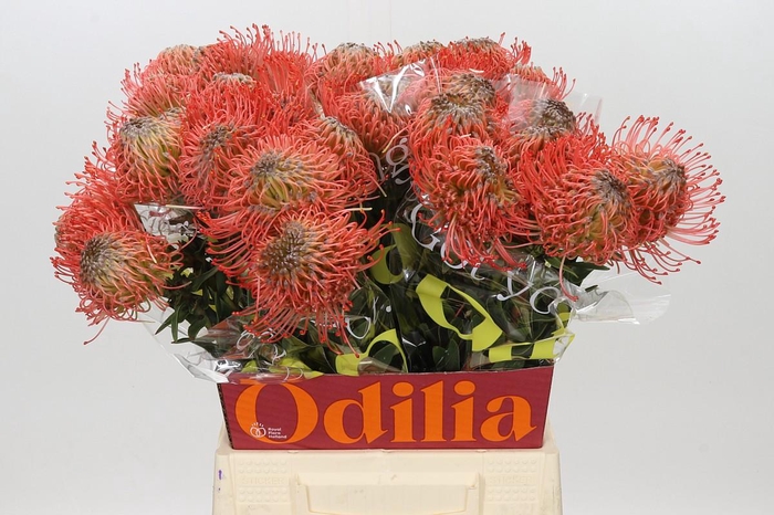 Nutans Ayoba Pink Guava