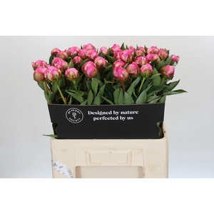 Paeonia Dr A Fleming