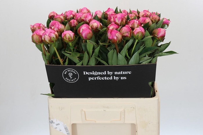 <h4>Paeonia Dr A Fleming</h4>
