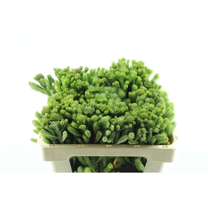 Kaaps Brunia Albiflora