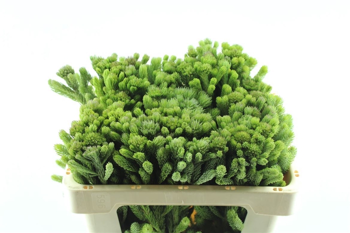 <h4>Kaaps Brunia Albiflora</h4>