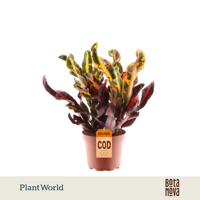 <h4>Croton Mammi 3pp kopstek</h4>