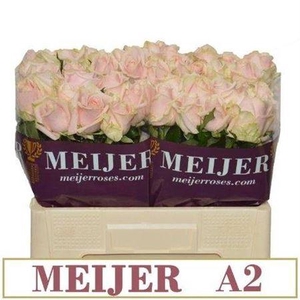 R Gr Sweet Avalanch+