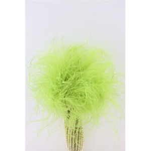 Dried Stypha Penata Light Green Bunch