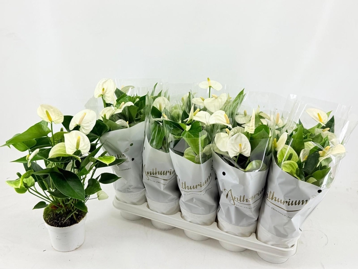 <h4>ANTHU AN EVEREST</h4>