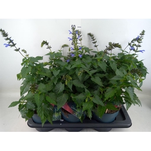 Salvia  'Salgoon Lake Como'