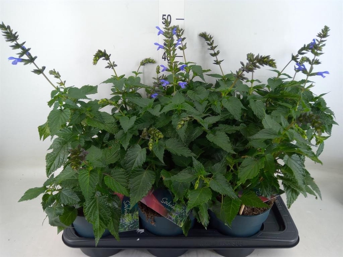 <h4>Salvia  'Salgoon Lake Como'</h4>