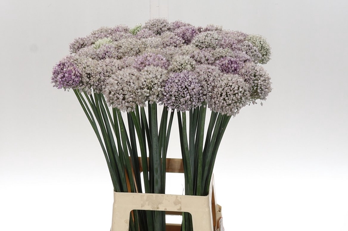 <h4>Allium Kenton 75</h4>