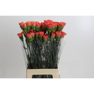 Dianthus St Arno