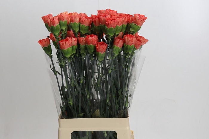 Dianthus St Arno