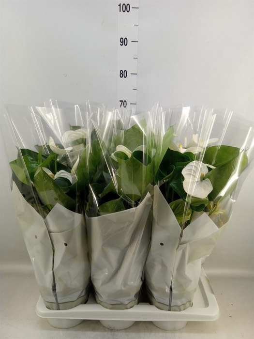 <h4>Anthurium andr. 'Alpine'</h4>